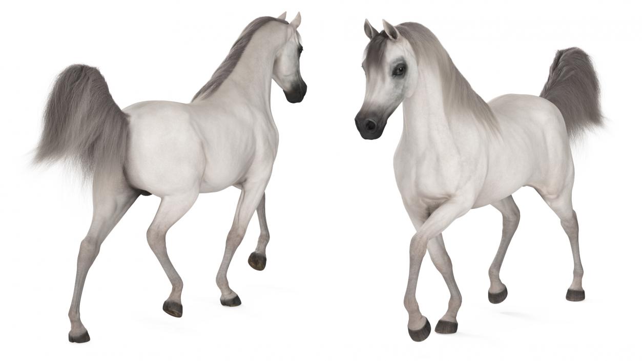 3D Walking Arabian Horse White Fur