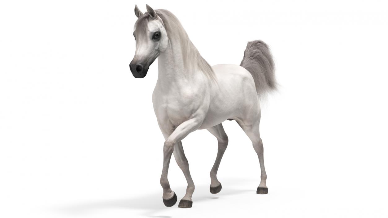 3D Walking Arabian Horse White Fur