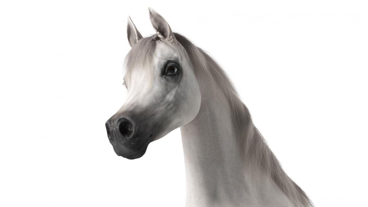 3D Walking Arabian Horse White Fur