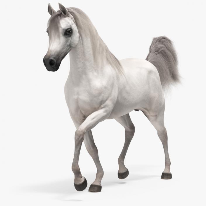 3D Walking Arabian Horse White Fur