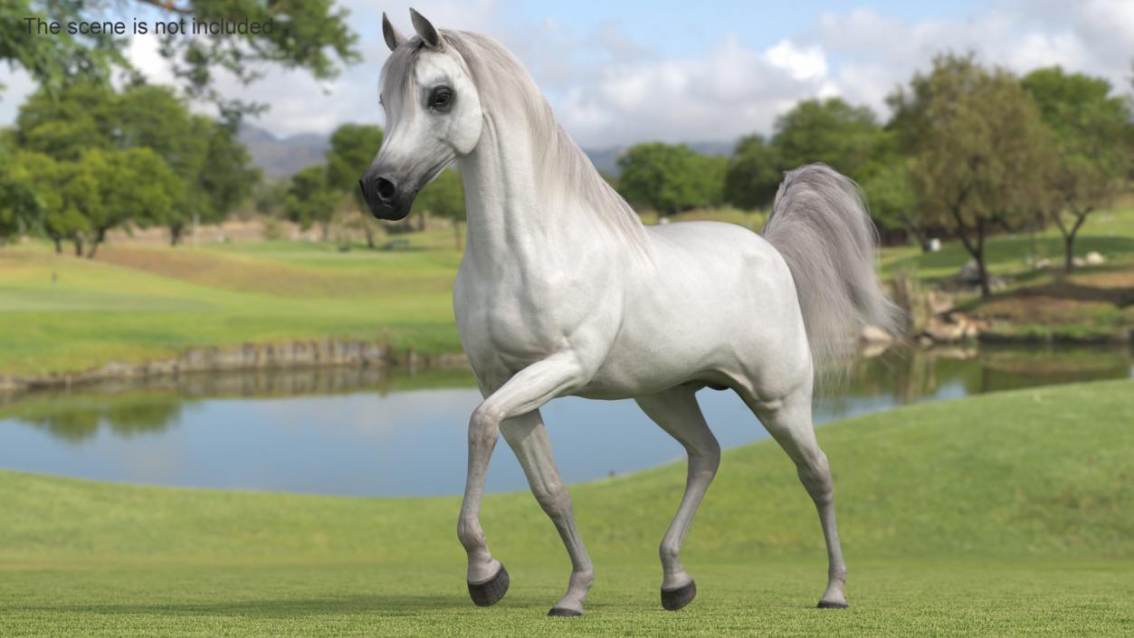 3D Walking Arabian Horse White Fur