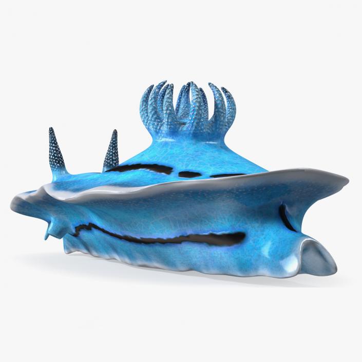 Blue Sea Slug Rigged for Maya 3D model