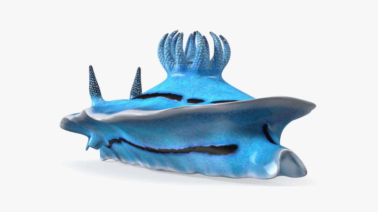 Blue Sea Slug Rigged for Maya 3D model