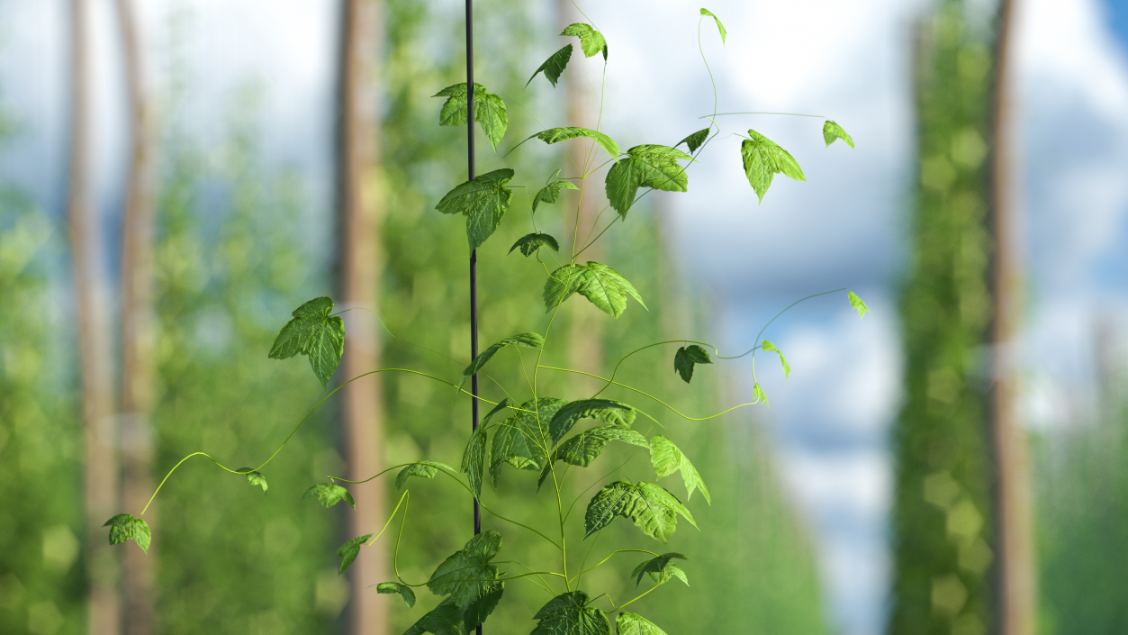 3D Growing Green Hop Plant model