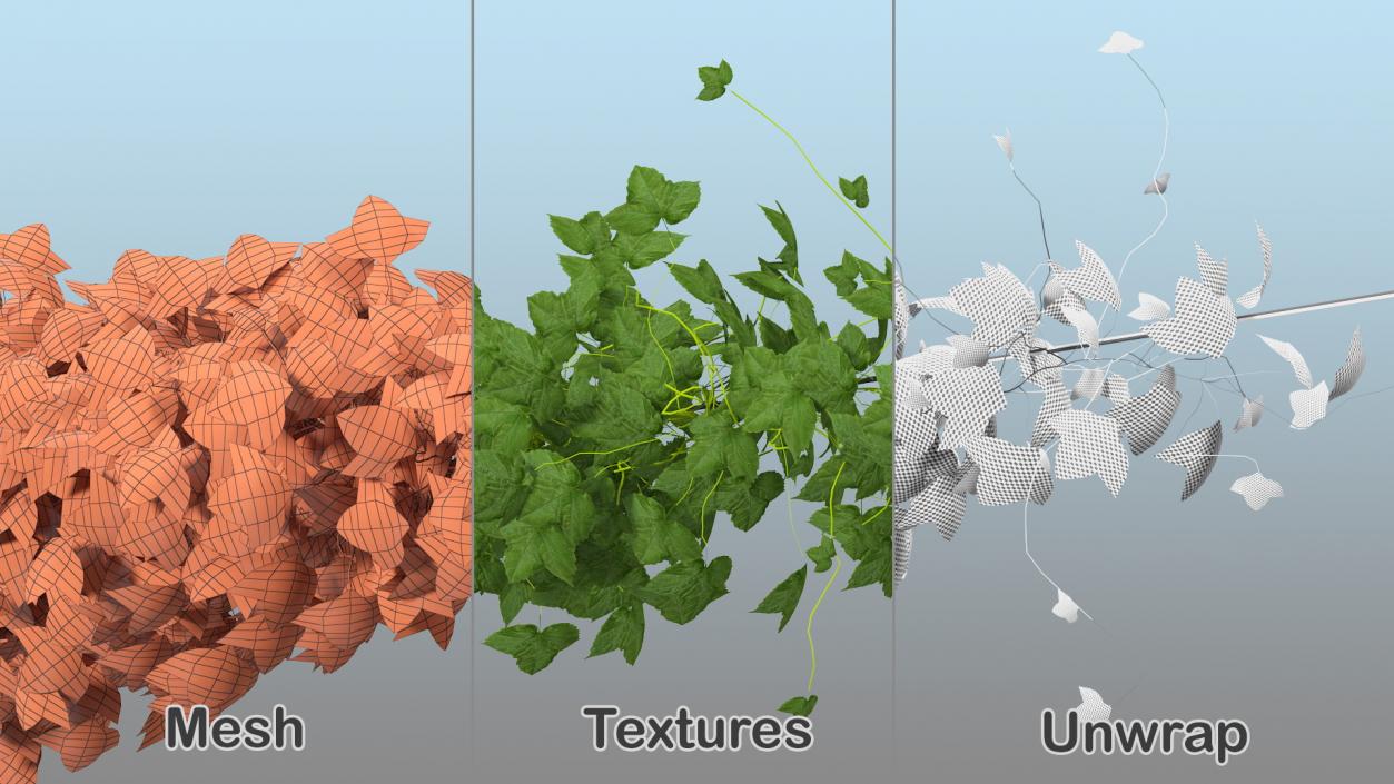 3D Growing Green Hop Plant model