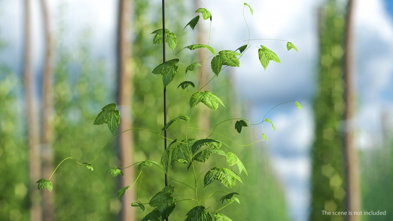 3D Growing Green Hop Plant model