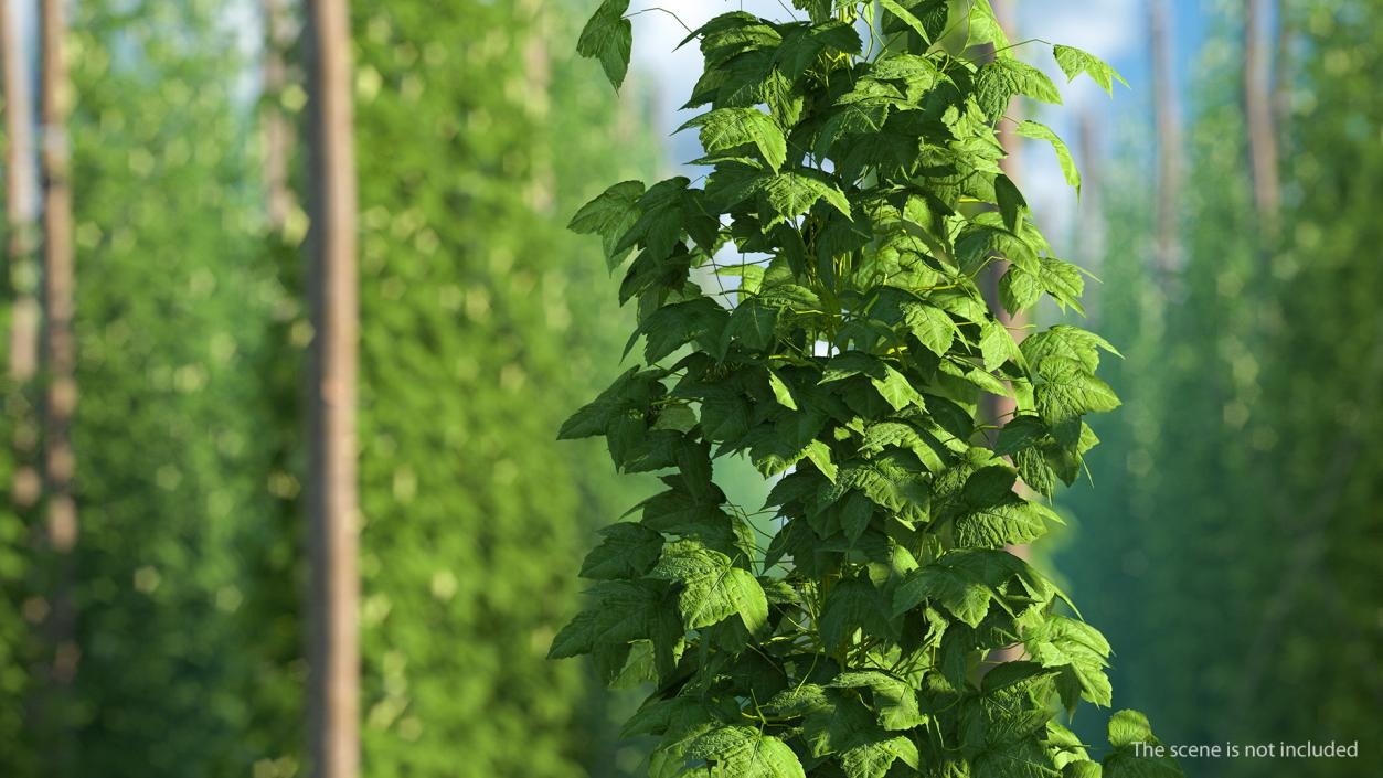 3D Growing Green Hop Plant model