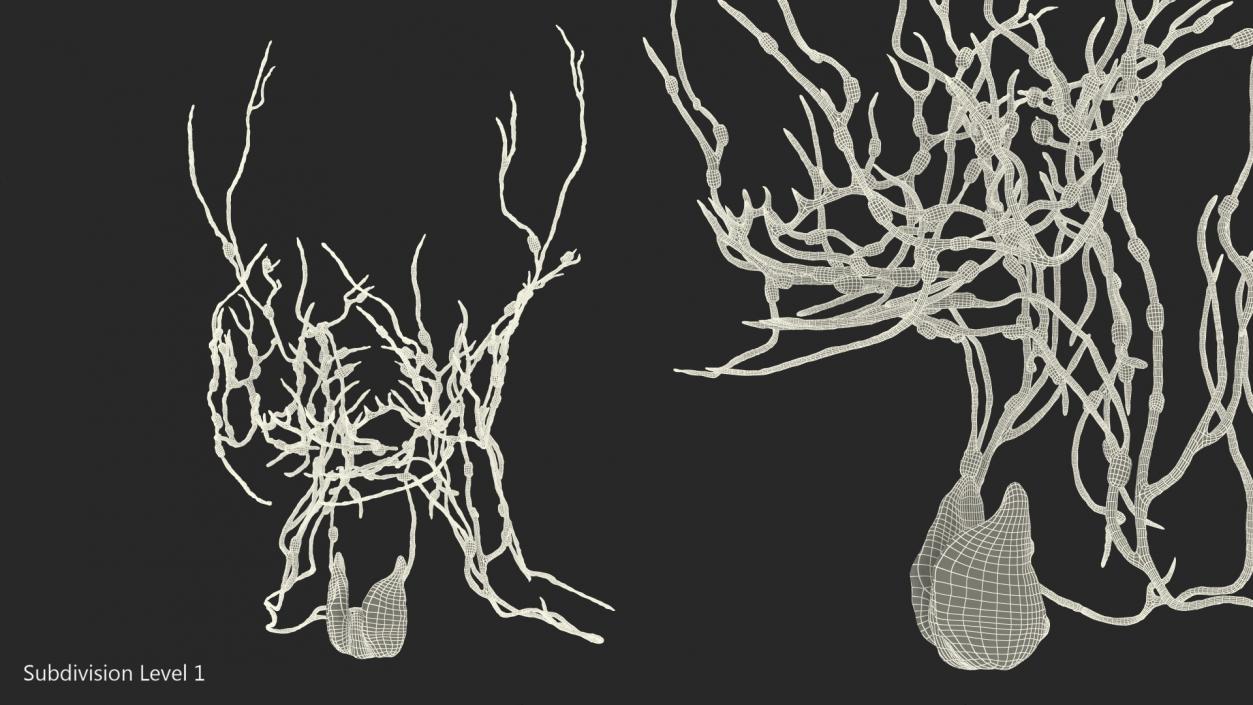 Human Head Lymphatic System 3D