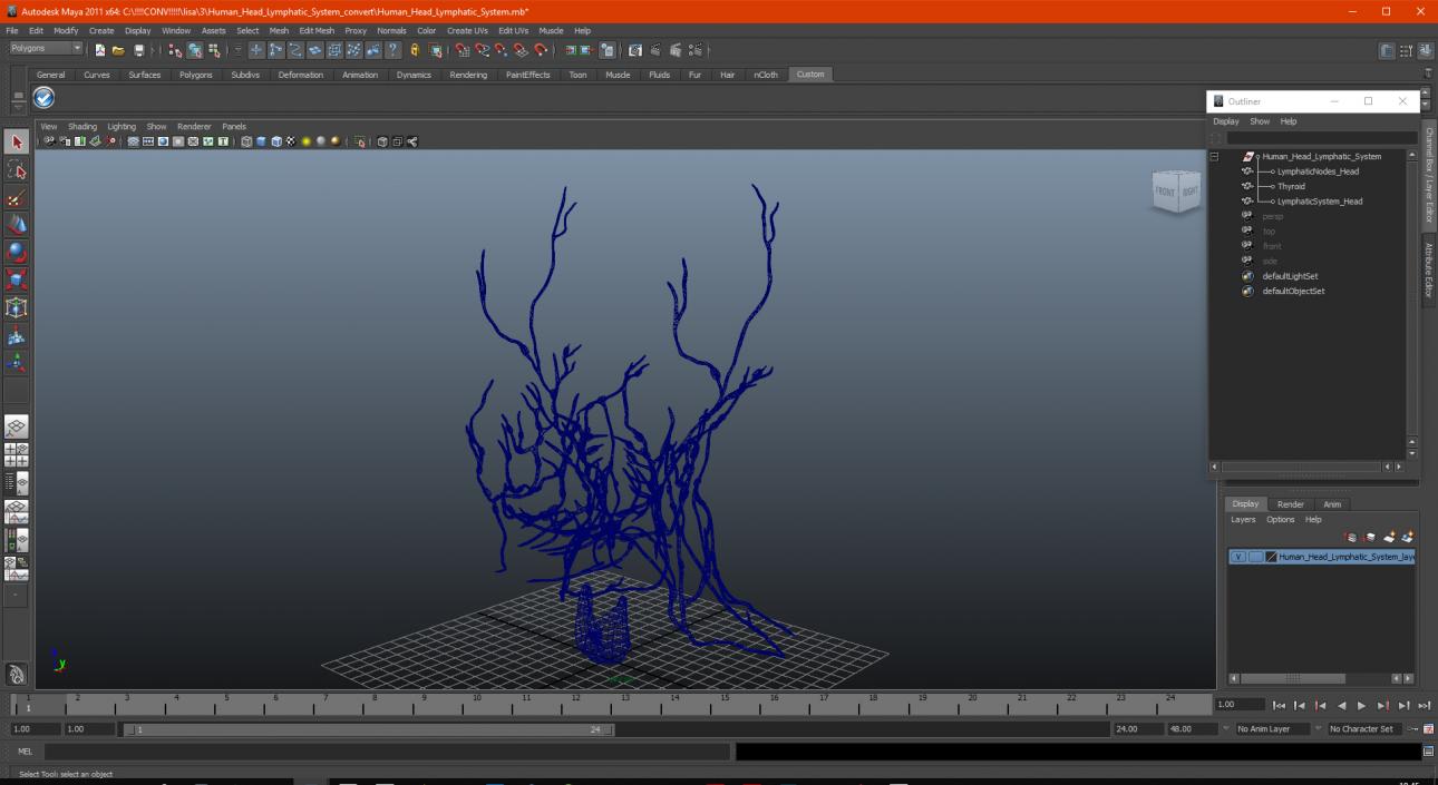 Human Head Lymphatic System 3D