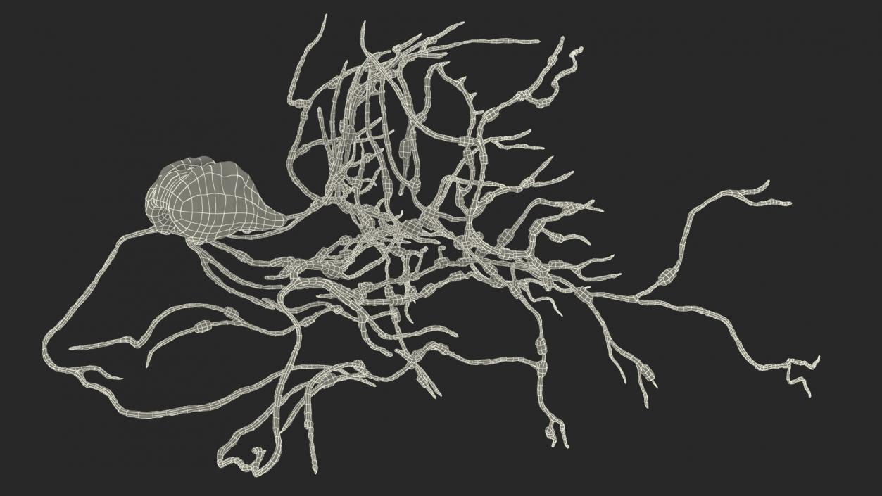 Human Head Lymphatic System 3D