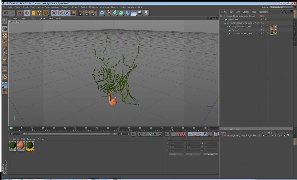 Human Head Lymphatic System 3D