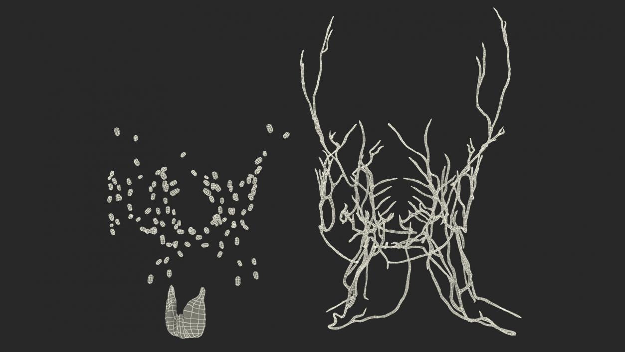 Human Head Lymphatic System 3D