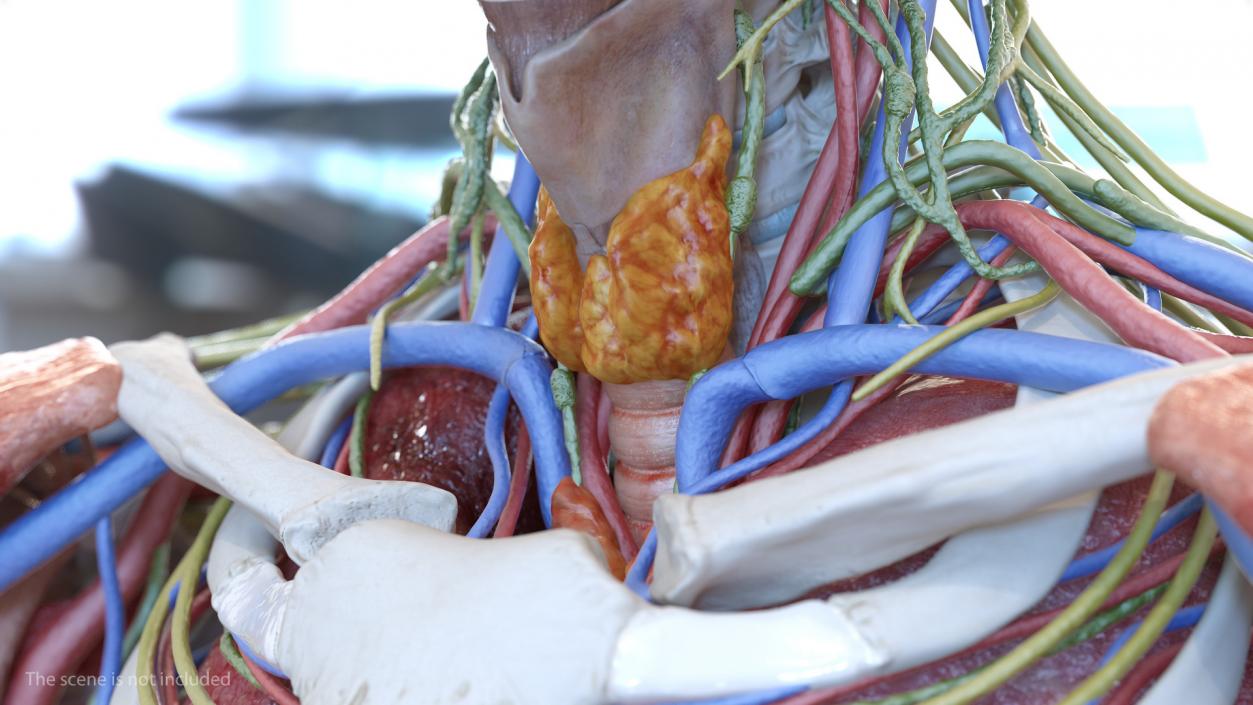 Human Head Lymphatic System 3D