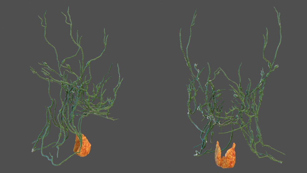 Human Head Lymphatic System 3D