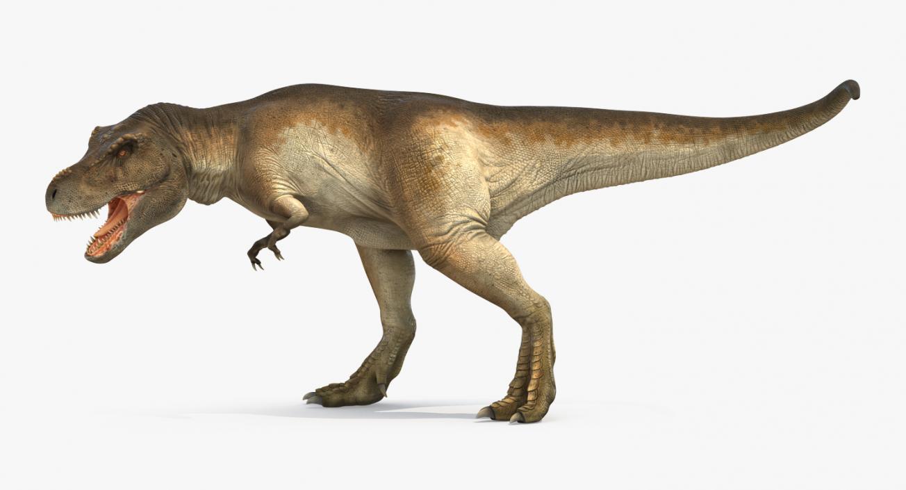 Tyrannosaurus Rex Rigged 3D model