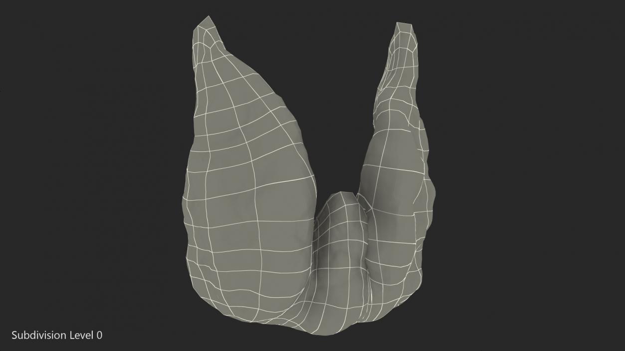 3D Human Thyroid model