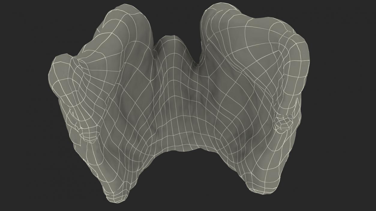 3D Human Thyroid model