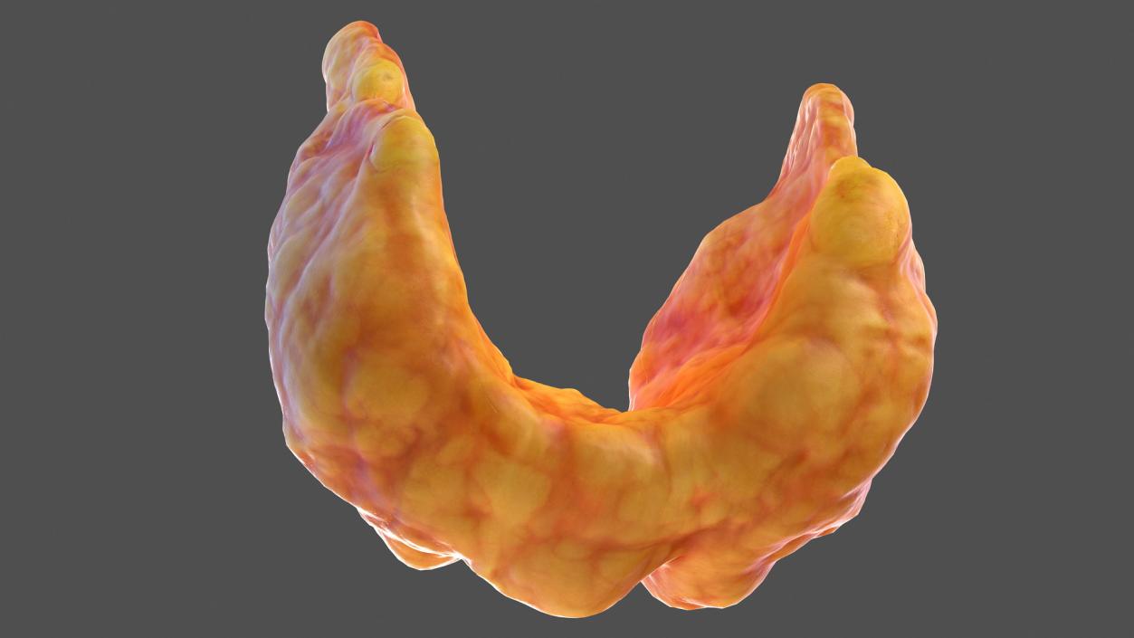 3D Human Thyroid model