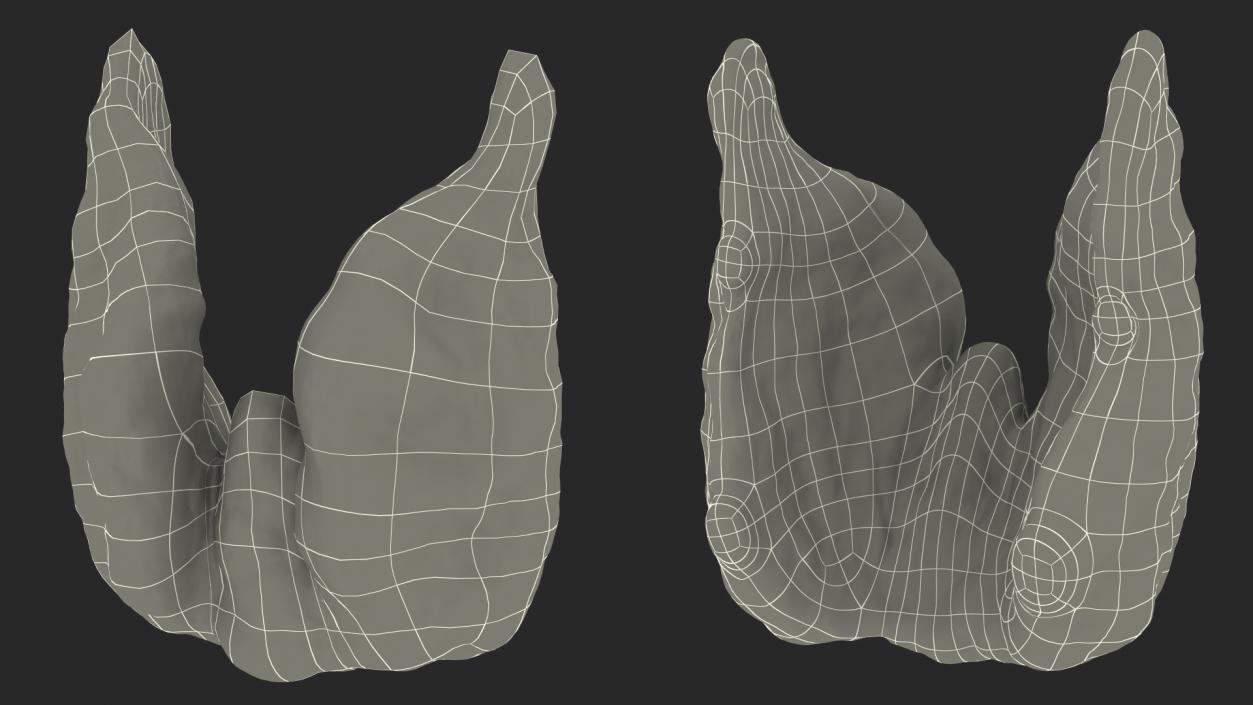 3D Human Thyroid model