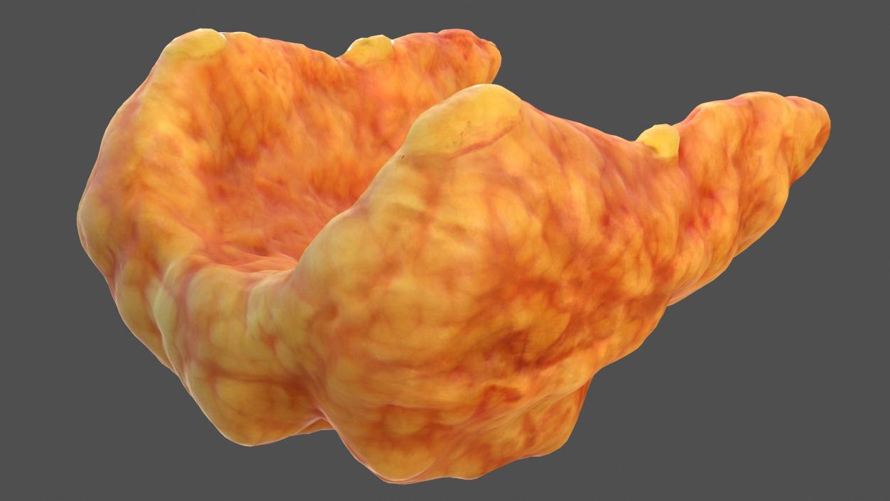 3D Human Thyroid model