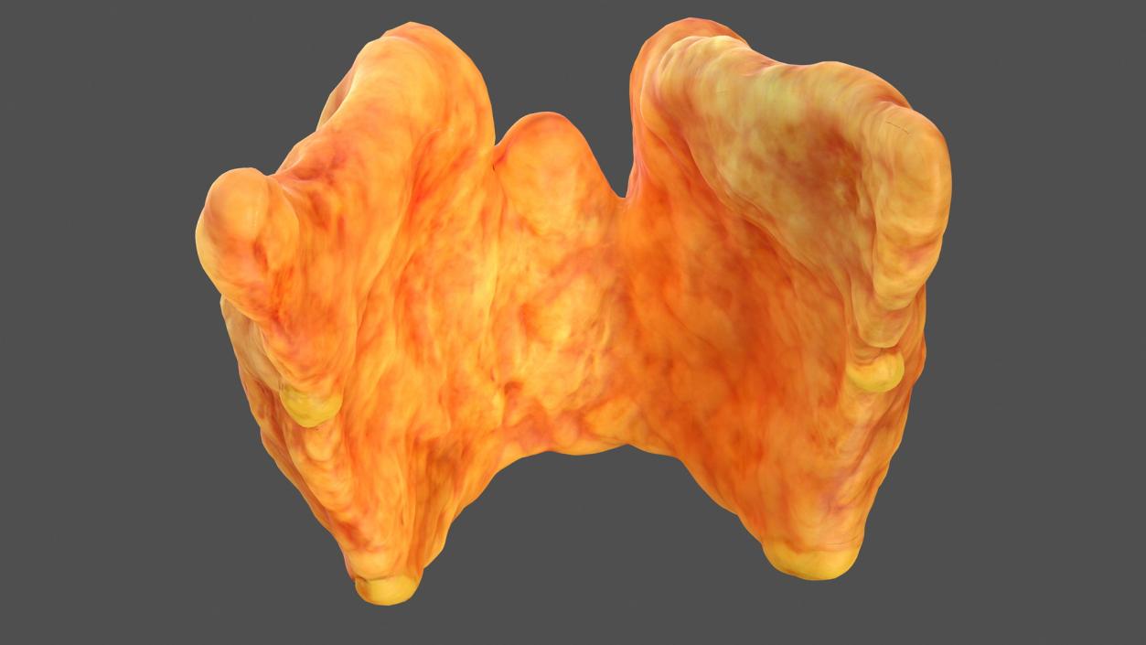 3D Human Thyroid model