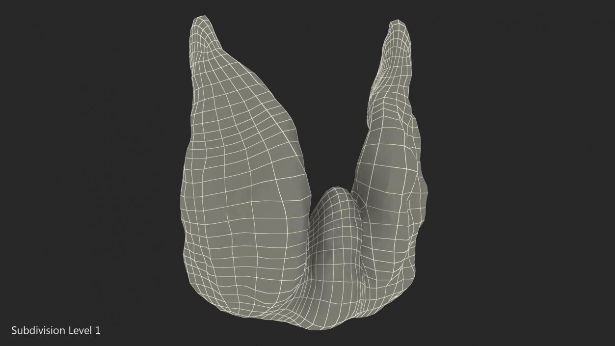 3D Human Thyroid model