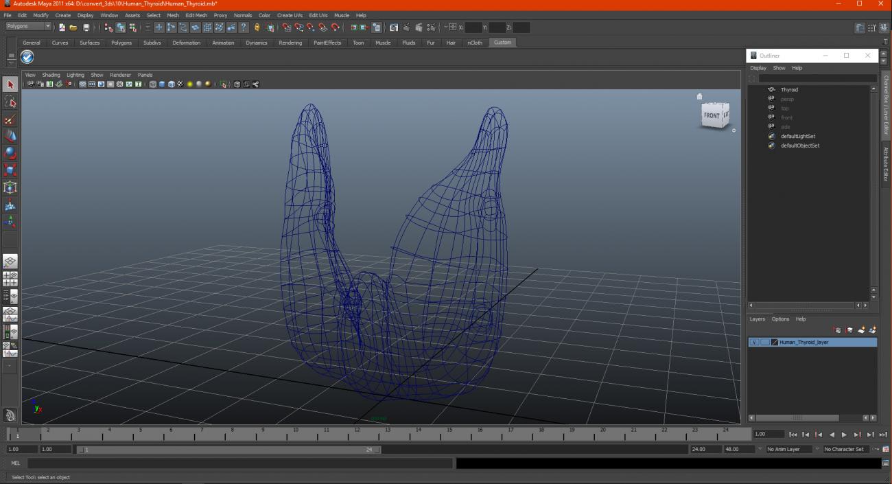 3D Human Thyroid model