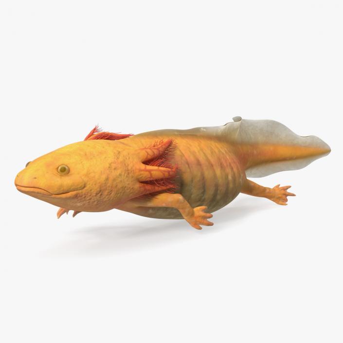 Gold Albino Axolotl Rigged for Maya 2 3D