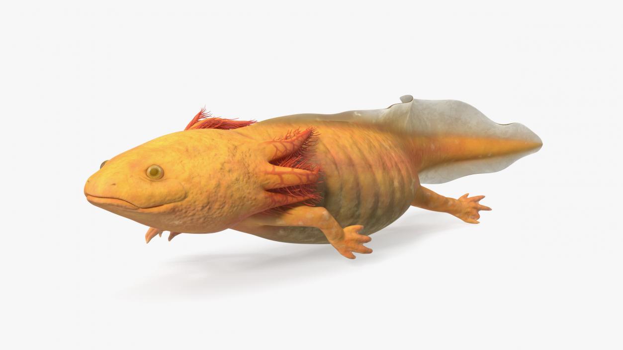 Gold Albino Axolotl Rigged for Maya 2 3D