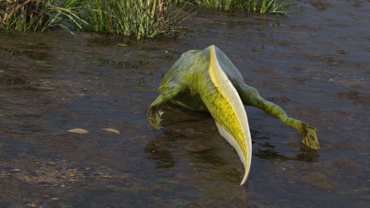 Tadpole with Legs 3D