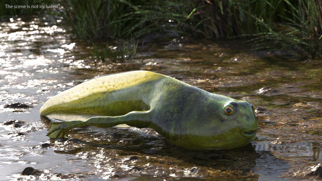 Tadpole with Legs 3D