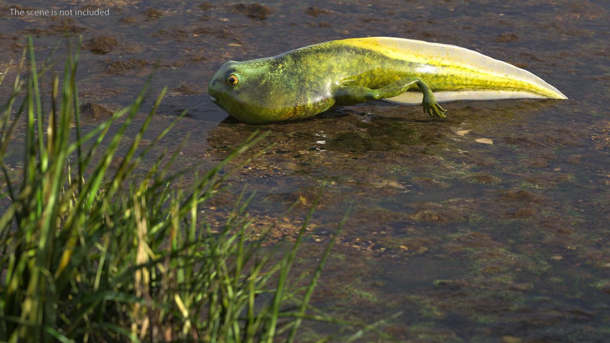 Tadpole with Legs 3D