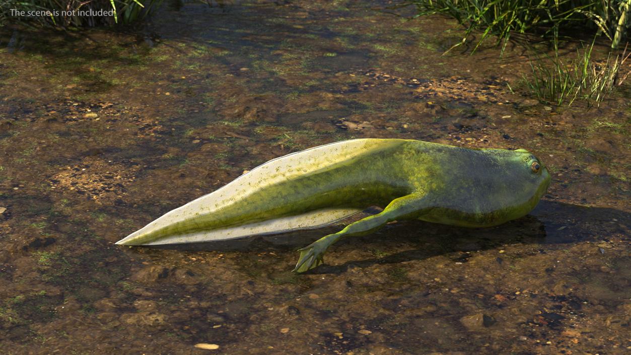 Tadpole with Legs 3D