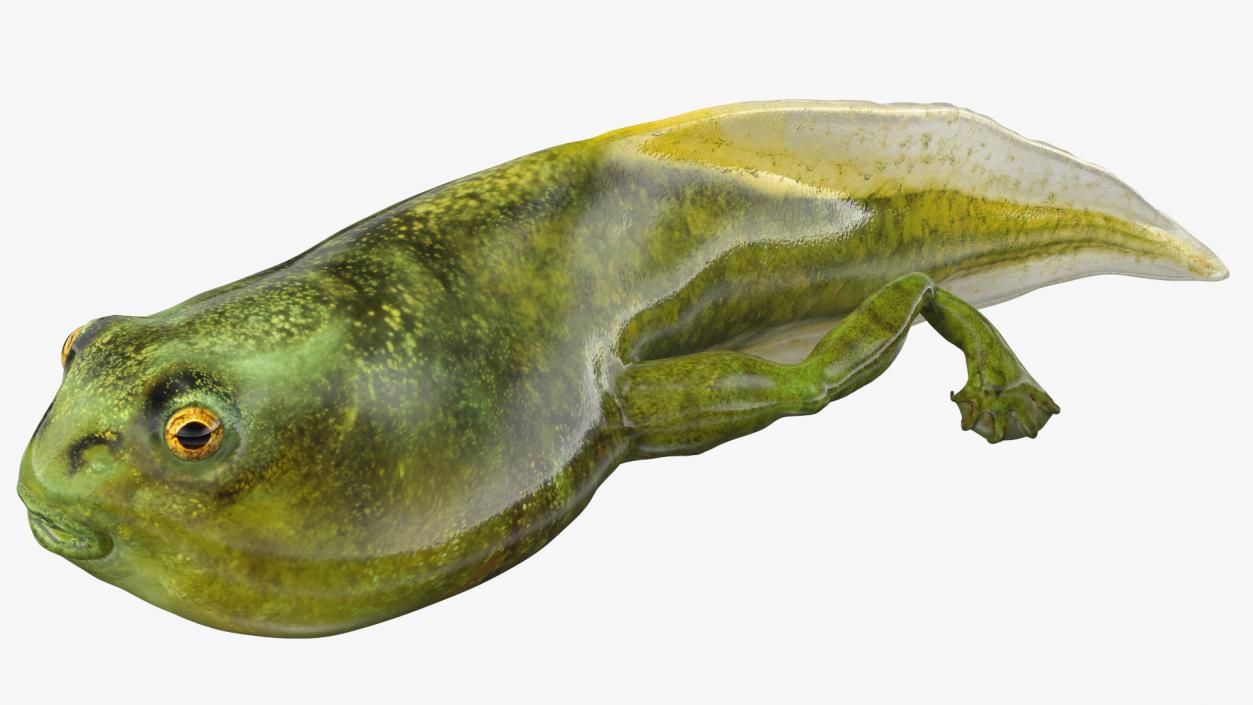 Tadpole with Legs 3D