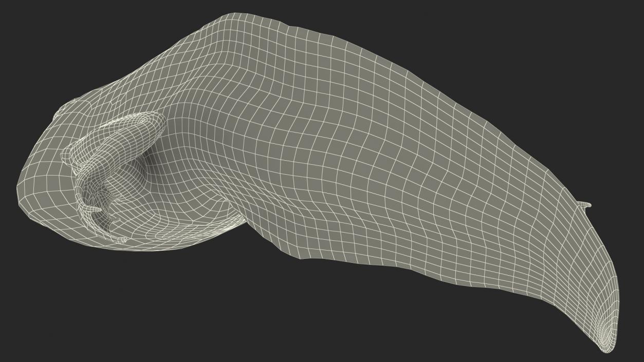 Tadpole with Legs 3D