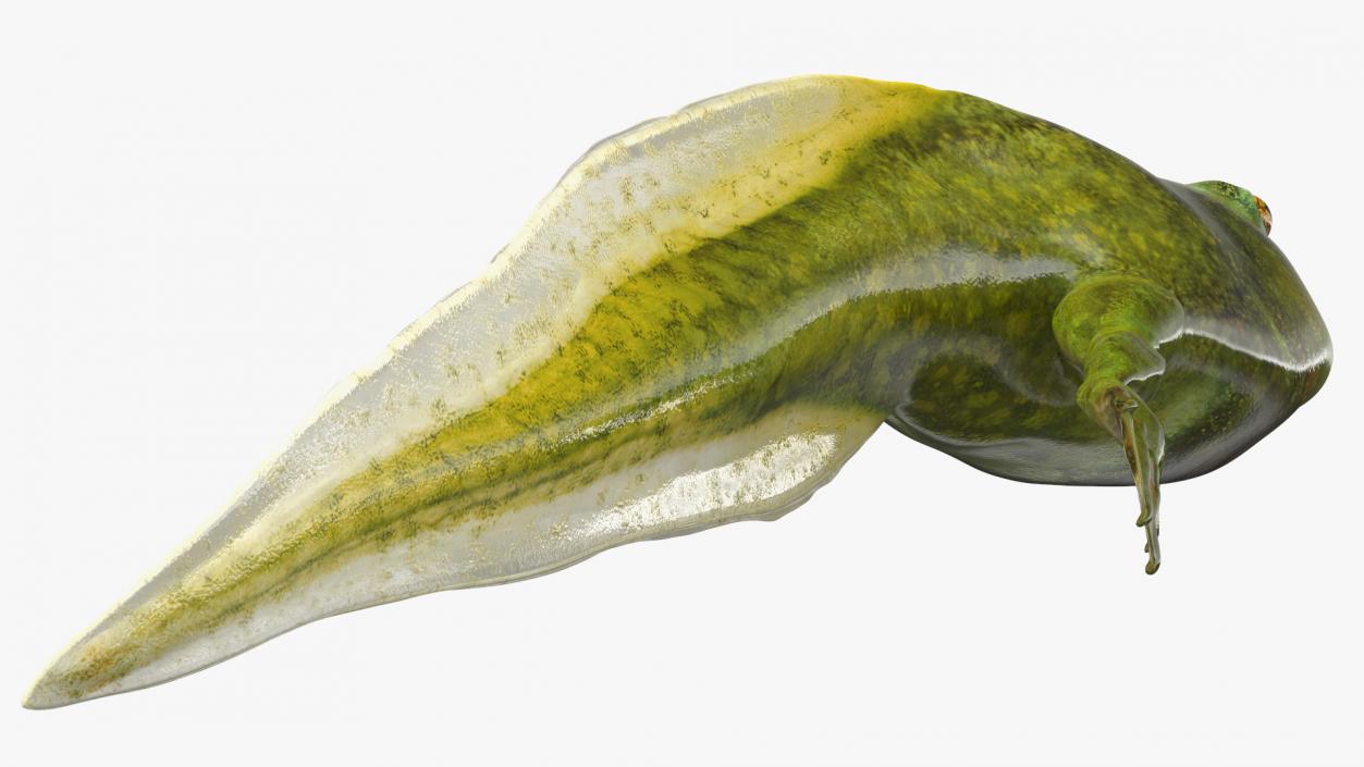 Tadpole with Legs 3D