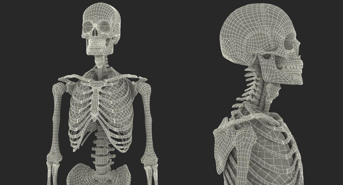 3D Human Male Skeleton with Respiratory System model