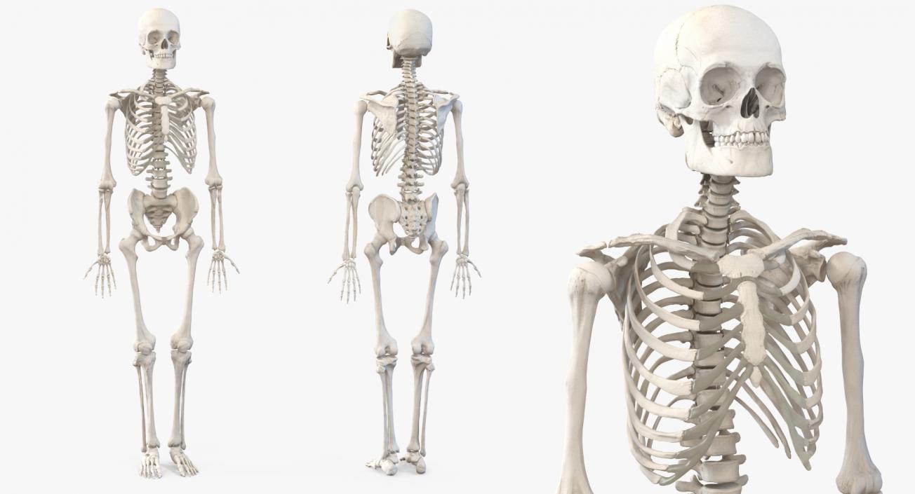 3D Human Male Skeleton with Respiratory System model