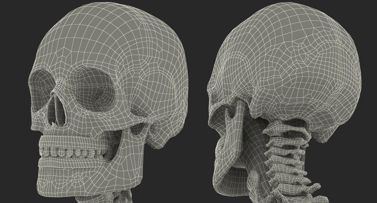 3D Human Male Skeleton with Respiratory System model