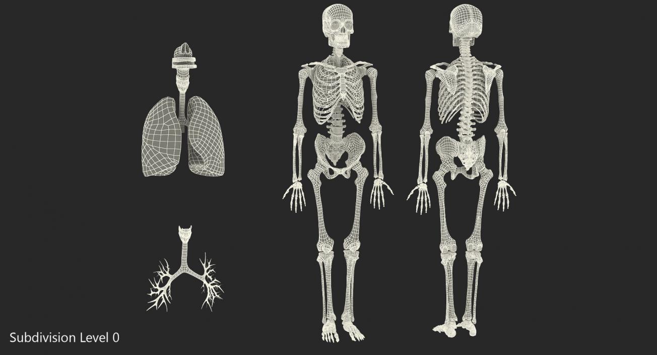 3D Human Male Skeleton with Respiratory System model