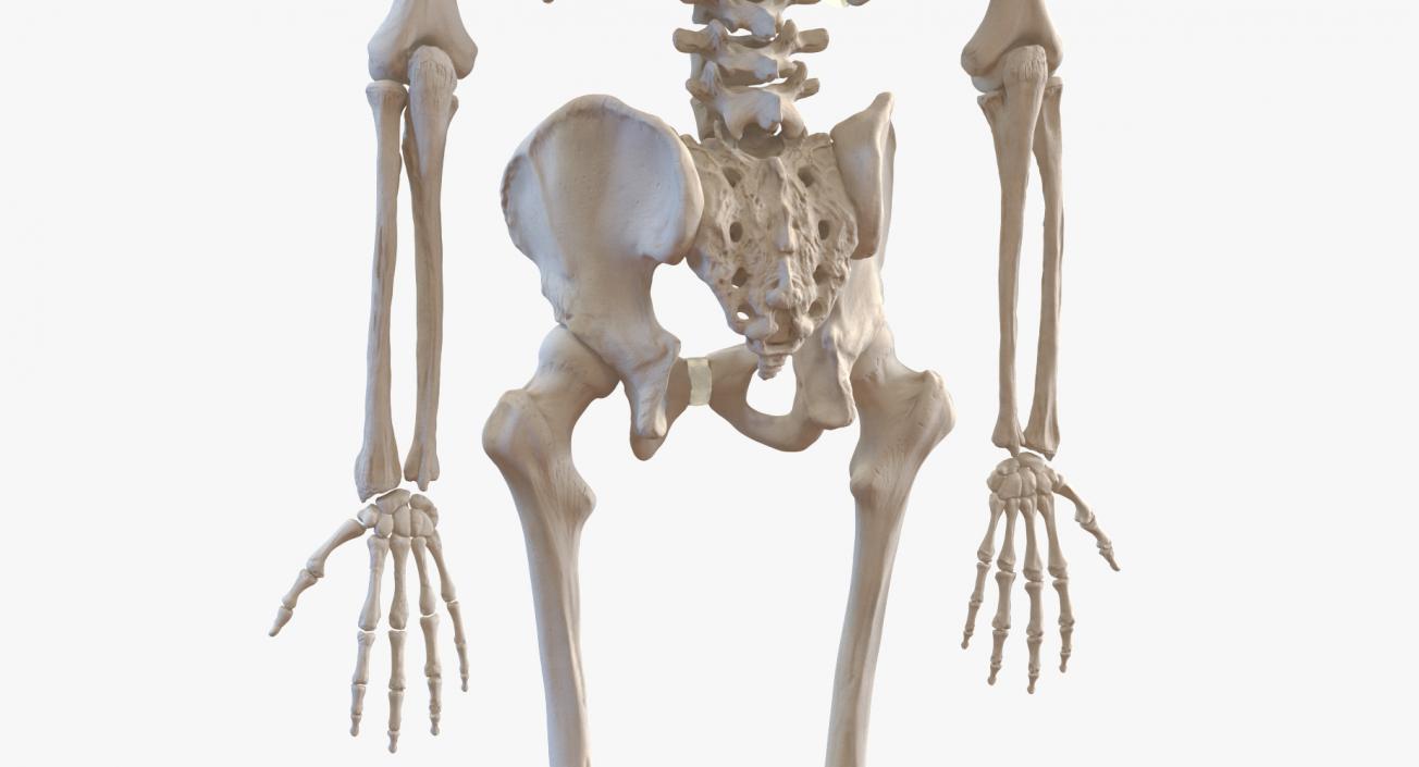 3D Human Male Skeleton with Respiratory System model