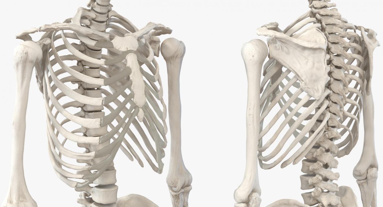 3D Human Male Skeleton with Respiratory System model