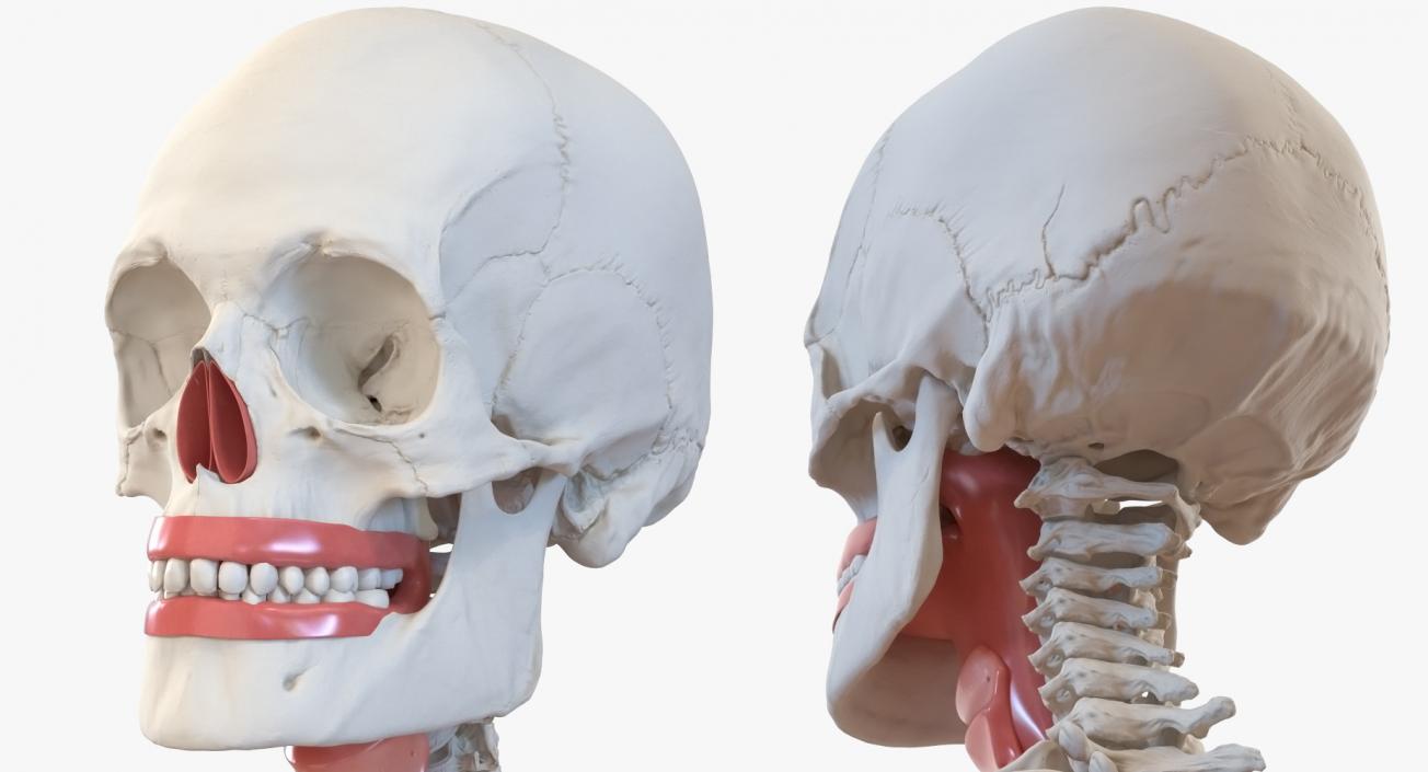 3D Human Male Skeleton with Respiratory System model