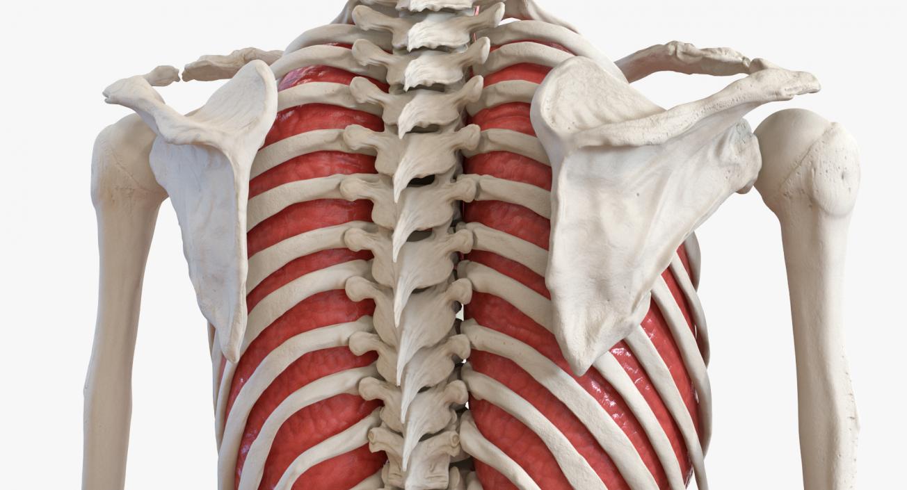 3D Human Male Skeleton with Respiratory System model