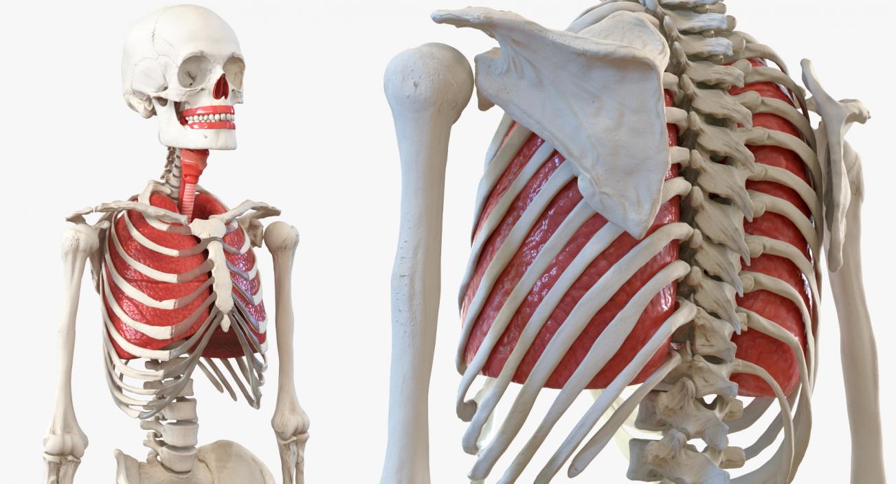 3D Human Male Skeleton with Respiratory System model