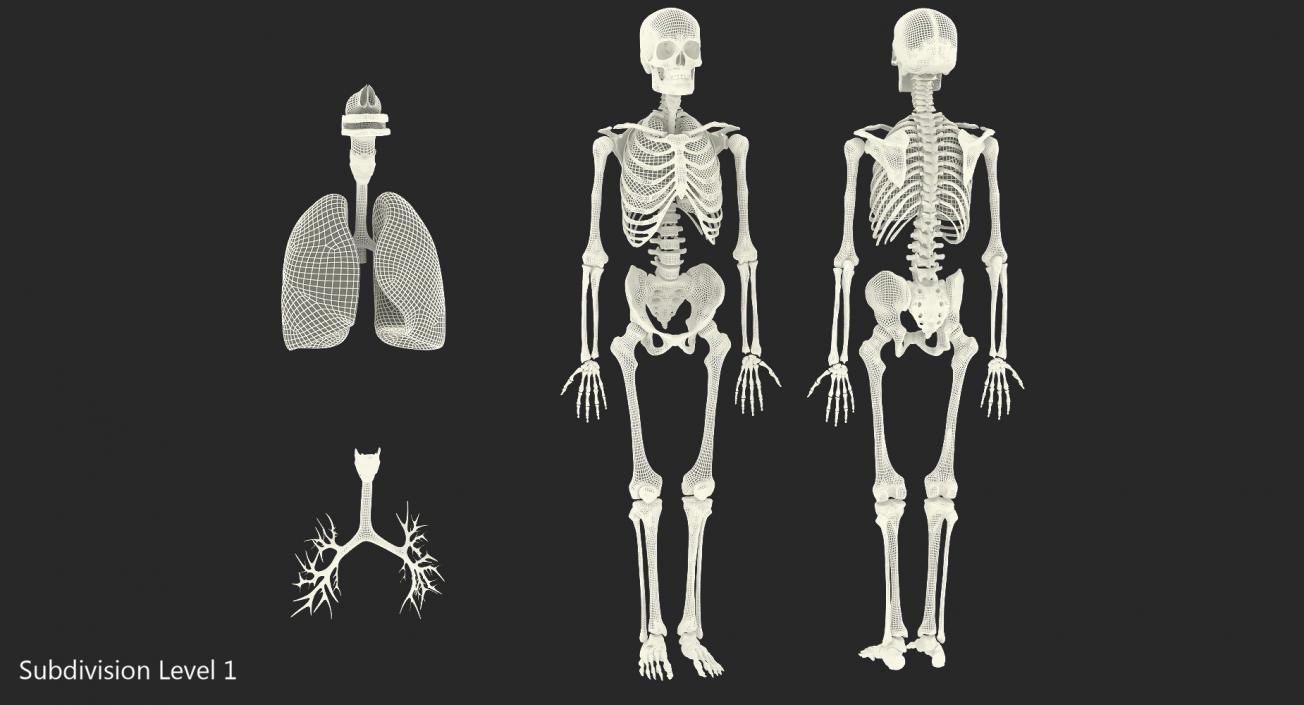 3D Human Male Skeleton with Respiratory System model