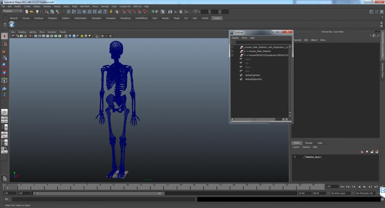 3D Human Male Skeleton with Respiratory System model