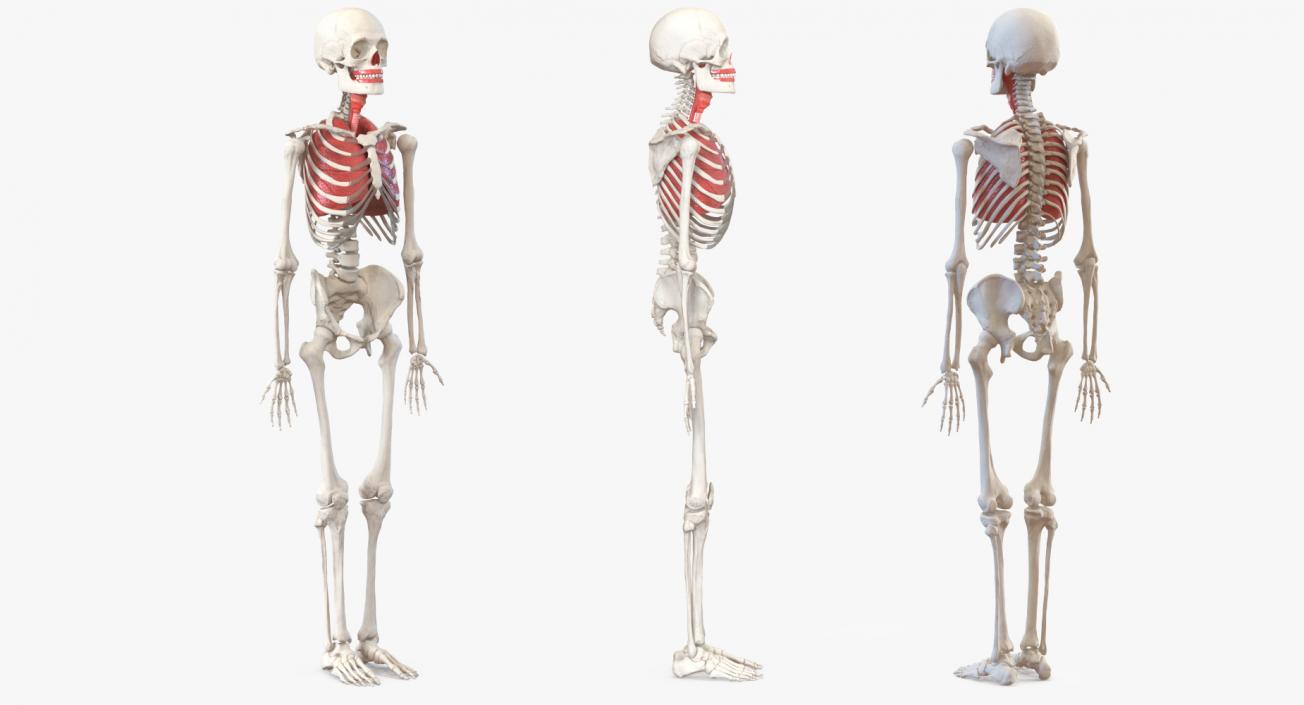 3D Human Male Skeleton with Respiratory System model