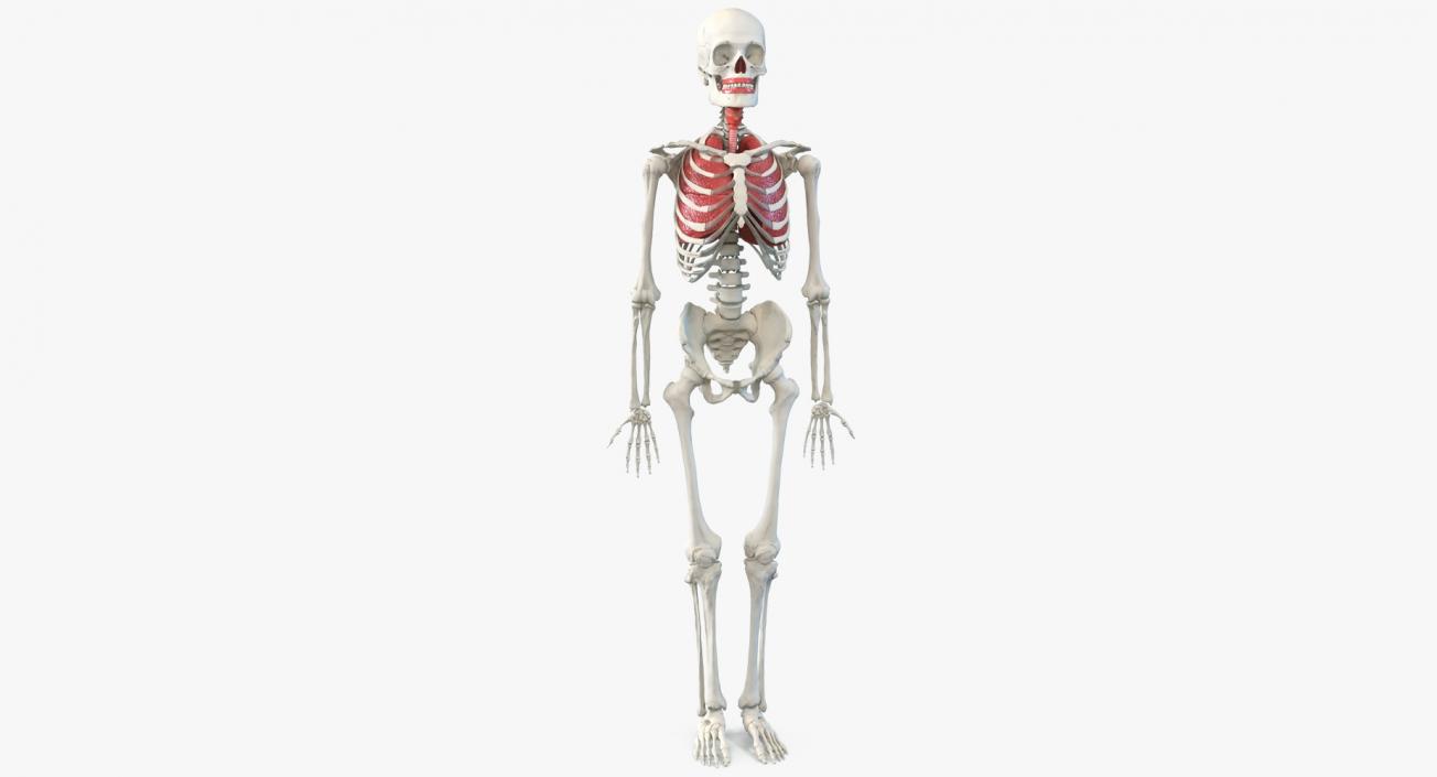 3D Human Male Skeleton with Respiratory System model