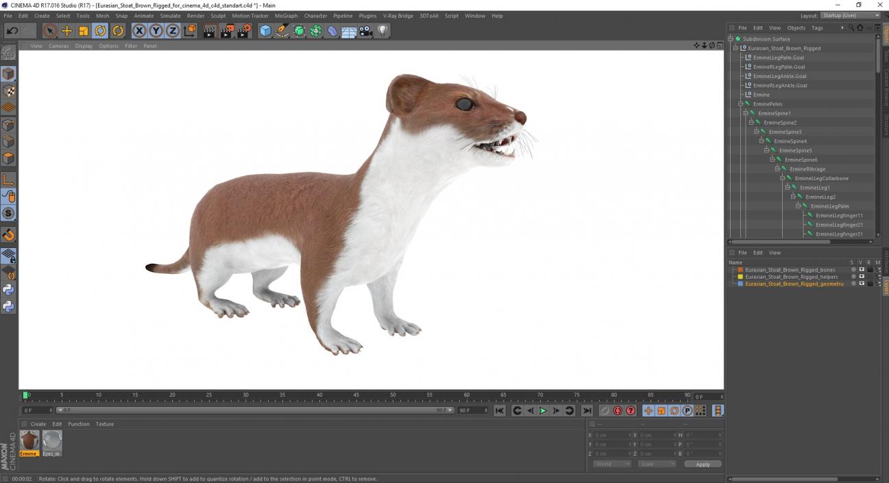 3D Eurasian Stoat Brown Rigged for Cinema 4D